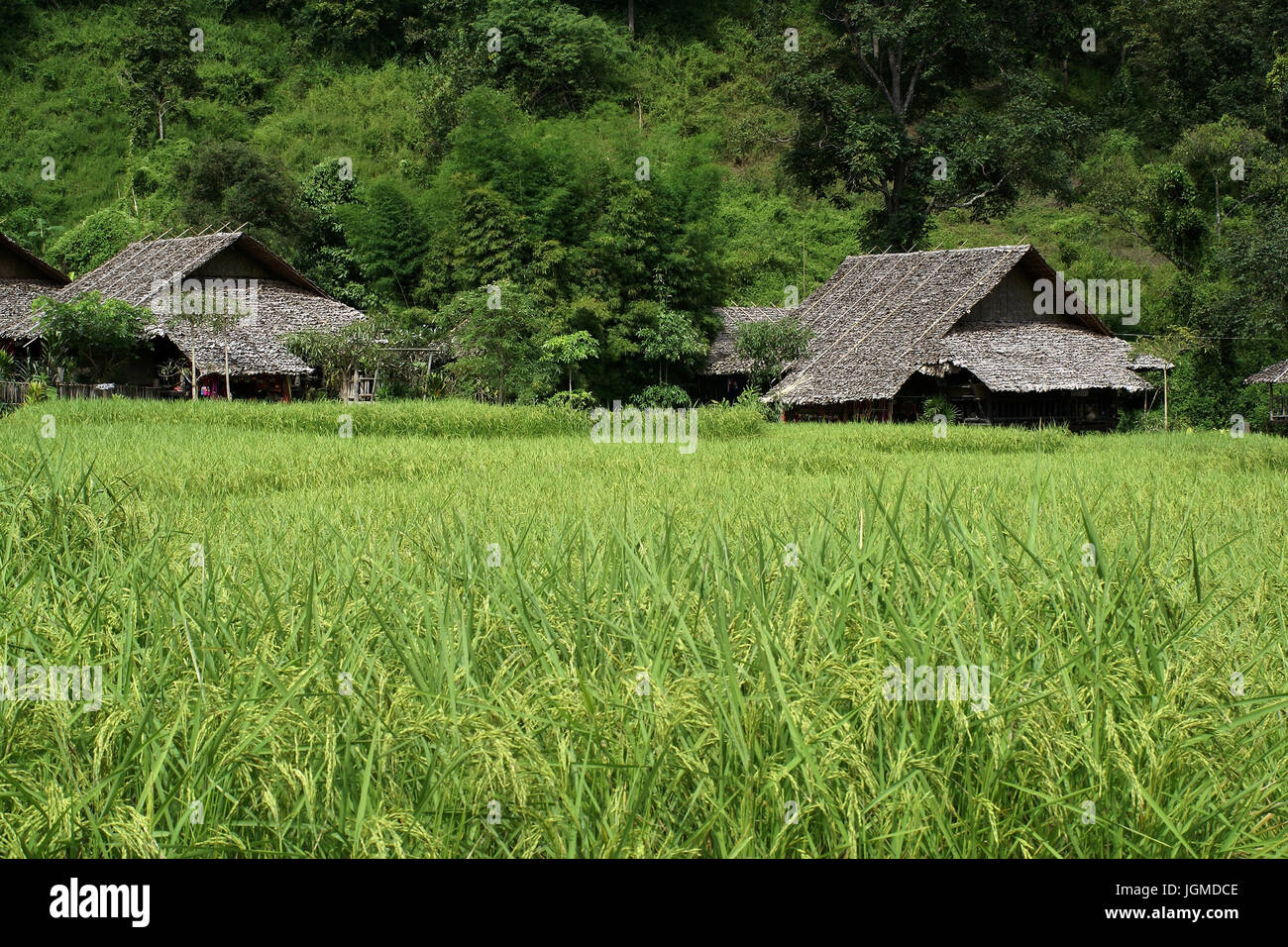 Rice field, Thailand, rice farmer, lodging, huts,, Reisfeld, Reisbauern, Unterkunft, Huetten, Stock Photo