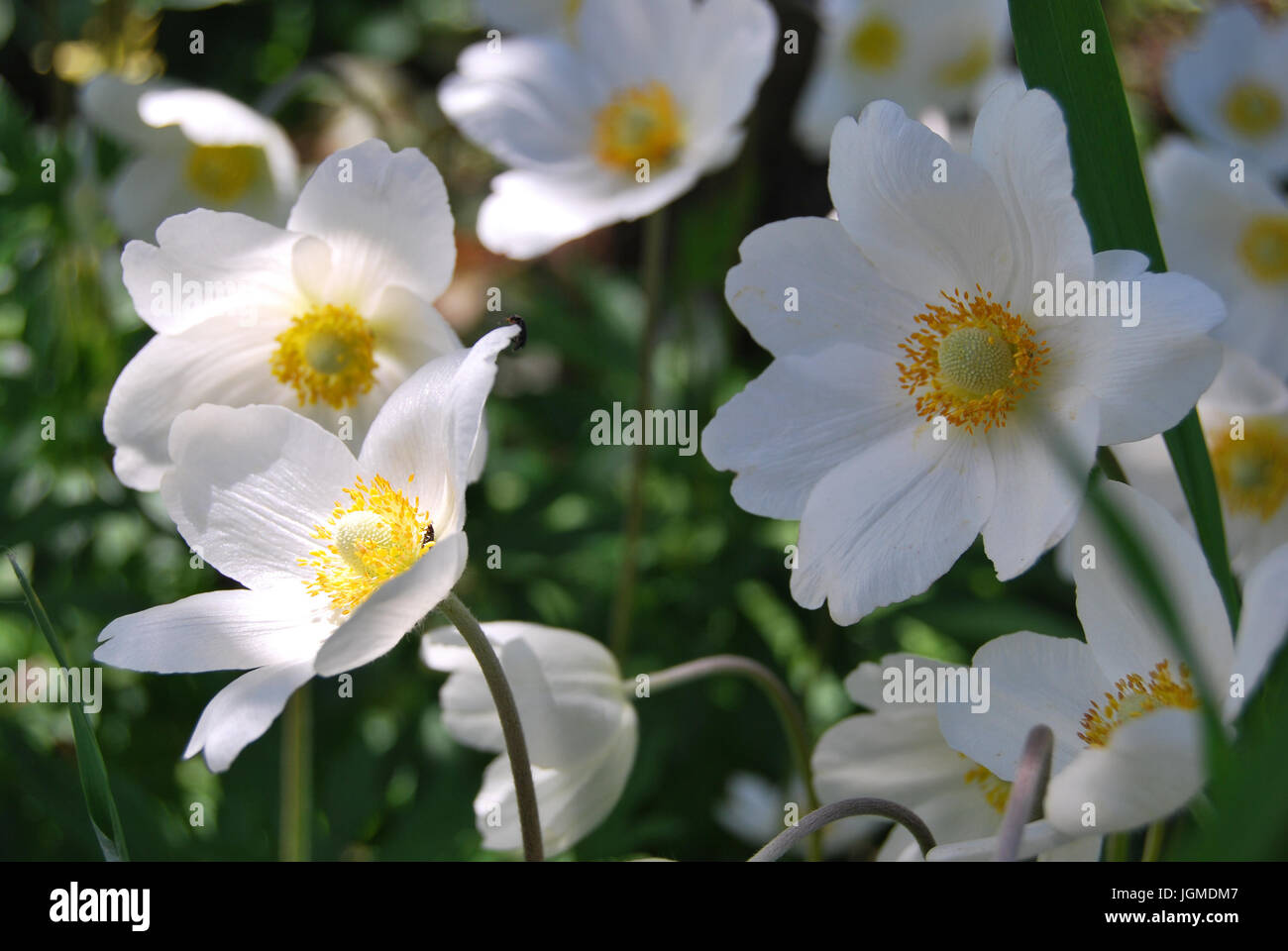 White flower with yellow center hires stock photography and images Alamy