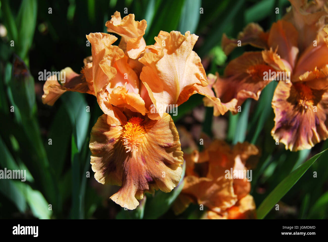 Iris, a blooming miniature peach blossom color Stock Photo
