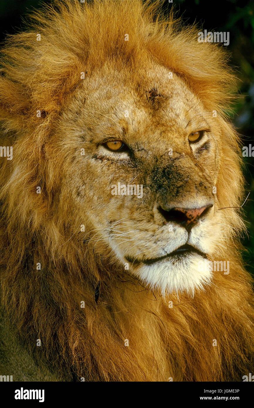 Male lion, portrait, Maennlicher Loewe, Portraet Stock Photo