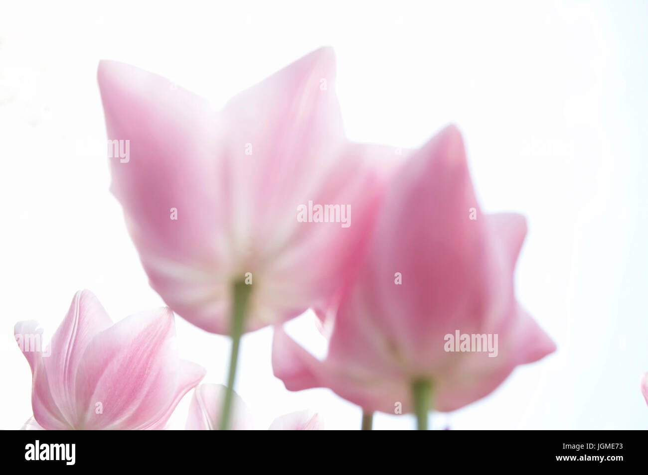 Tulips, Tulpen Stock Photo