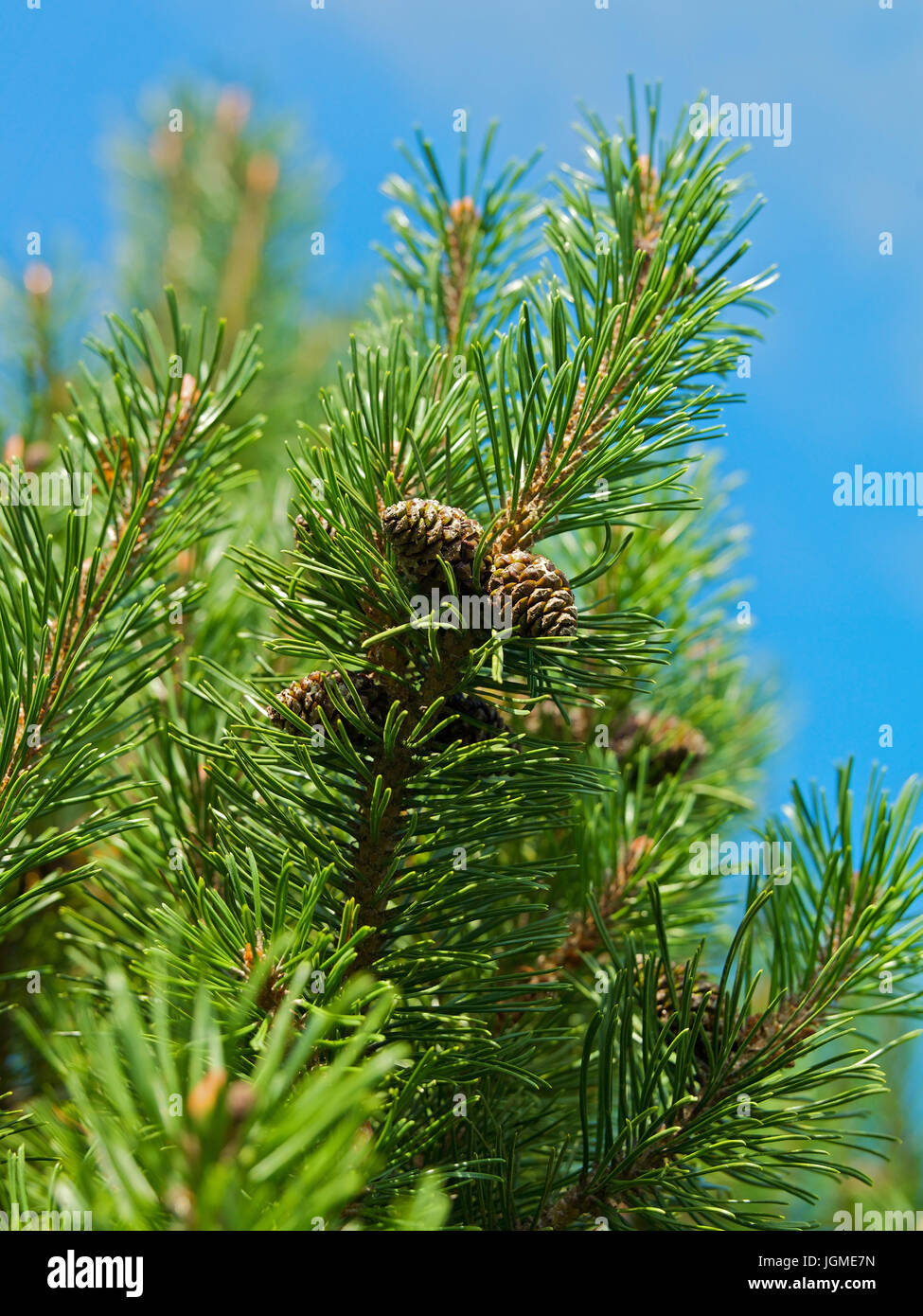Mountain pine, mountain pine, mountain pine pine - Dwarf pine, mountain pine, Latsche, Bergkiefer, Latschenkiefer - Dwarf pine Stock Photo