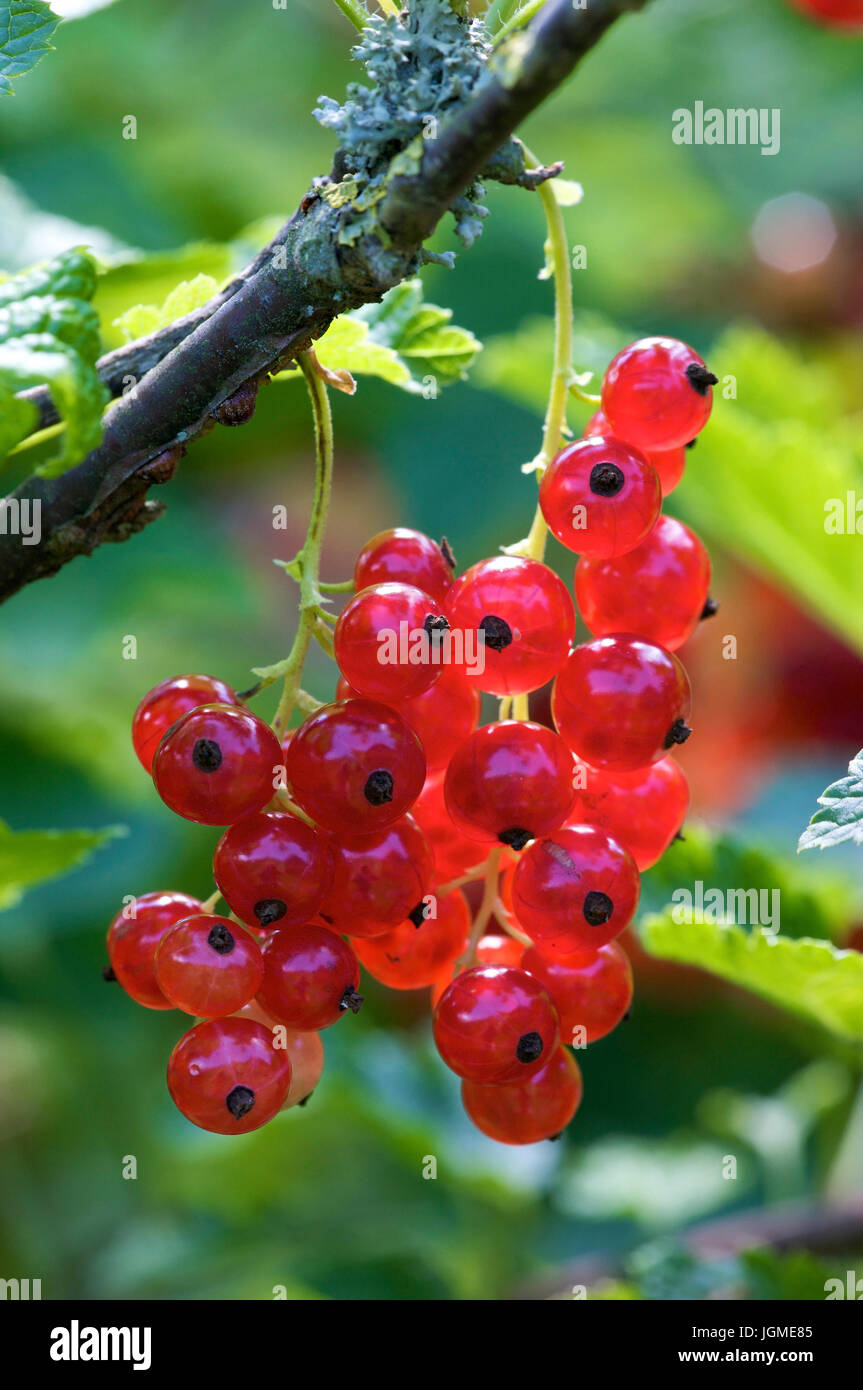 Red Ribisel - Red currant, Rote Ribisel - Red currant Stock Photo