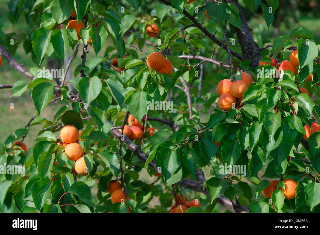 Apricot tree, Wachauer apricots, Wachau, Lower Austria, Austria - apricot, Wachau region, Lower Austria, Austria, Marillenbaum, Wachauer Marillen, Nie Stock Photo