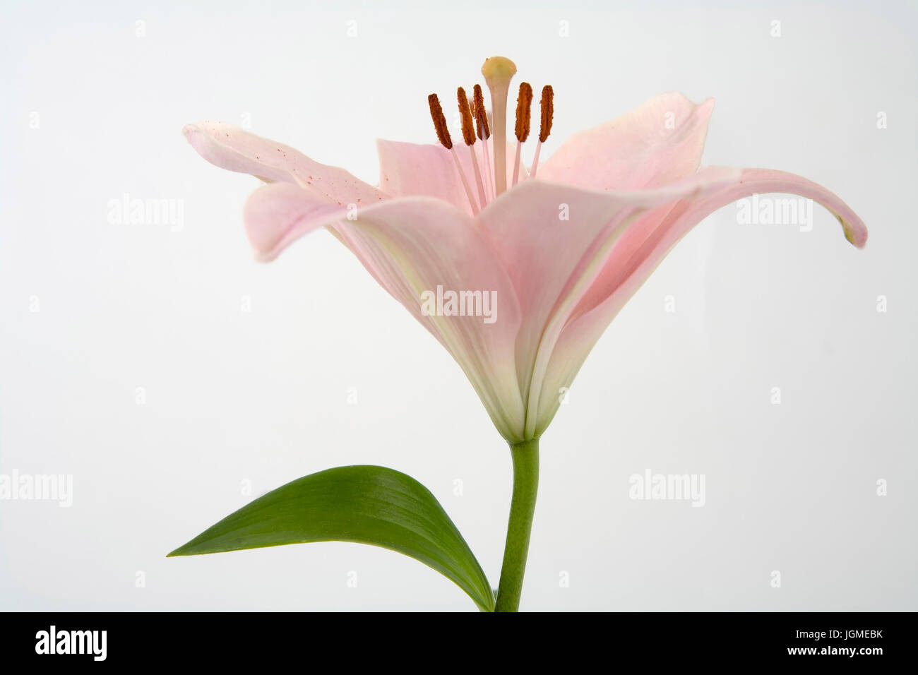 Pink lily - pink lily, Rosa Lilie - Pink lily Stock Photo