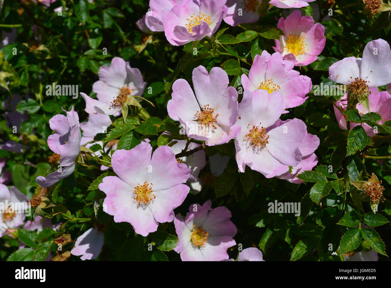 White rose leaves thorns hi-res stock photography and images - Alamy