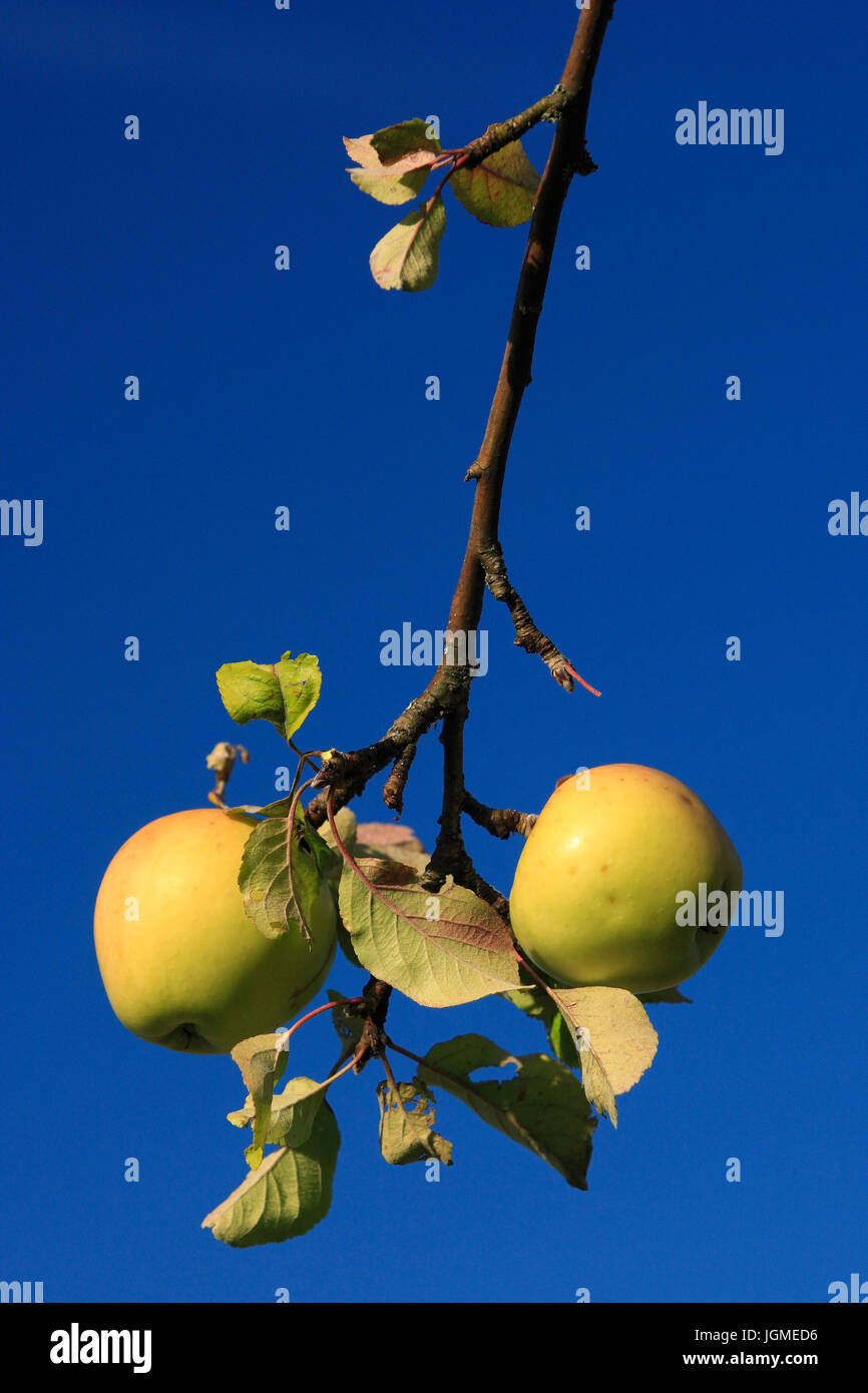 a pfel ha ngen in the tree - apples, AÃàpfel haÃàngen am Baum - apples Stock Photo