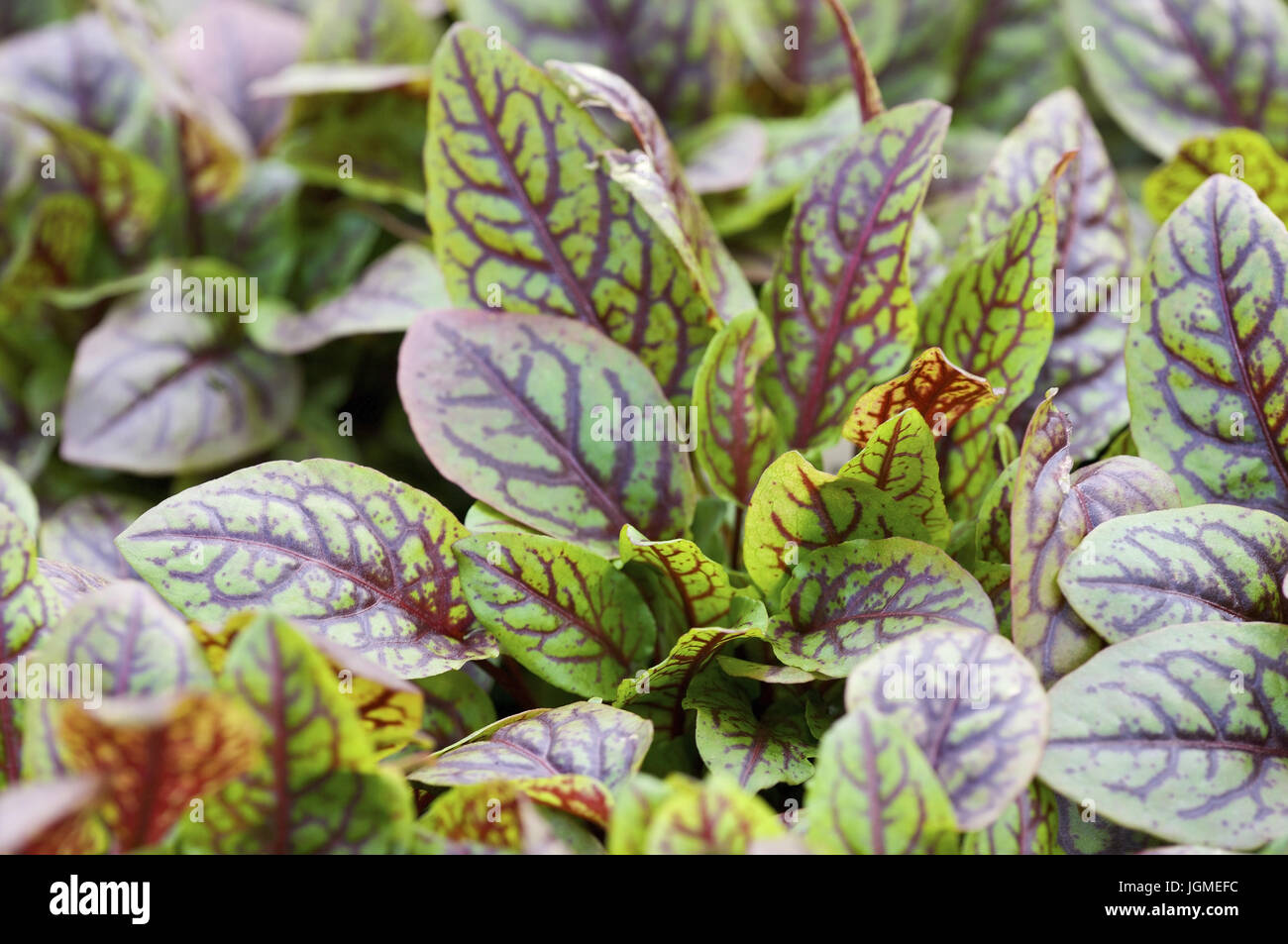 Blood sorrel, blood sorrel (Rumex sanguineus) - Bloody dock (Rumex sanguineus), Blut-Ampfer, Blutampfer (Rumex sanguineus) - Bloody Dock  (Rumex sangu Stock Photo