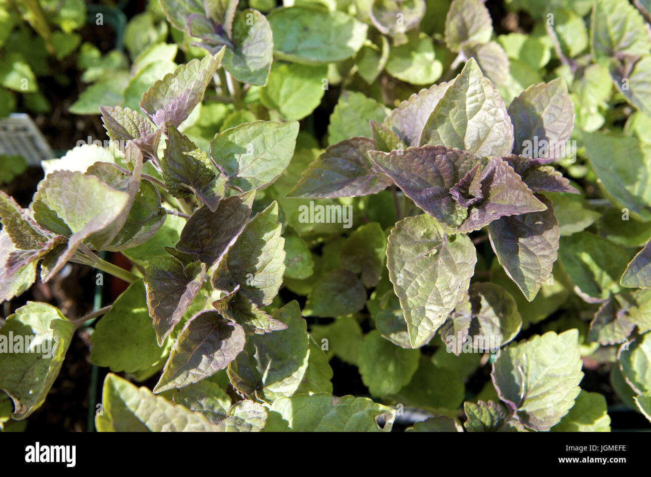 Anis-Ysop (Agastache f?niculum) - to aniseed hyssop (Agastache f?niculum), Anis-Ysop (Agastache foeniculum) - Anise hyssop (Agastache foeniculum) Stock Photo