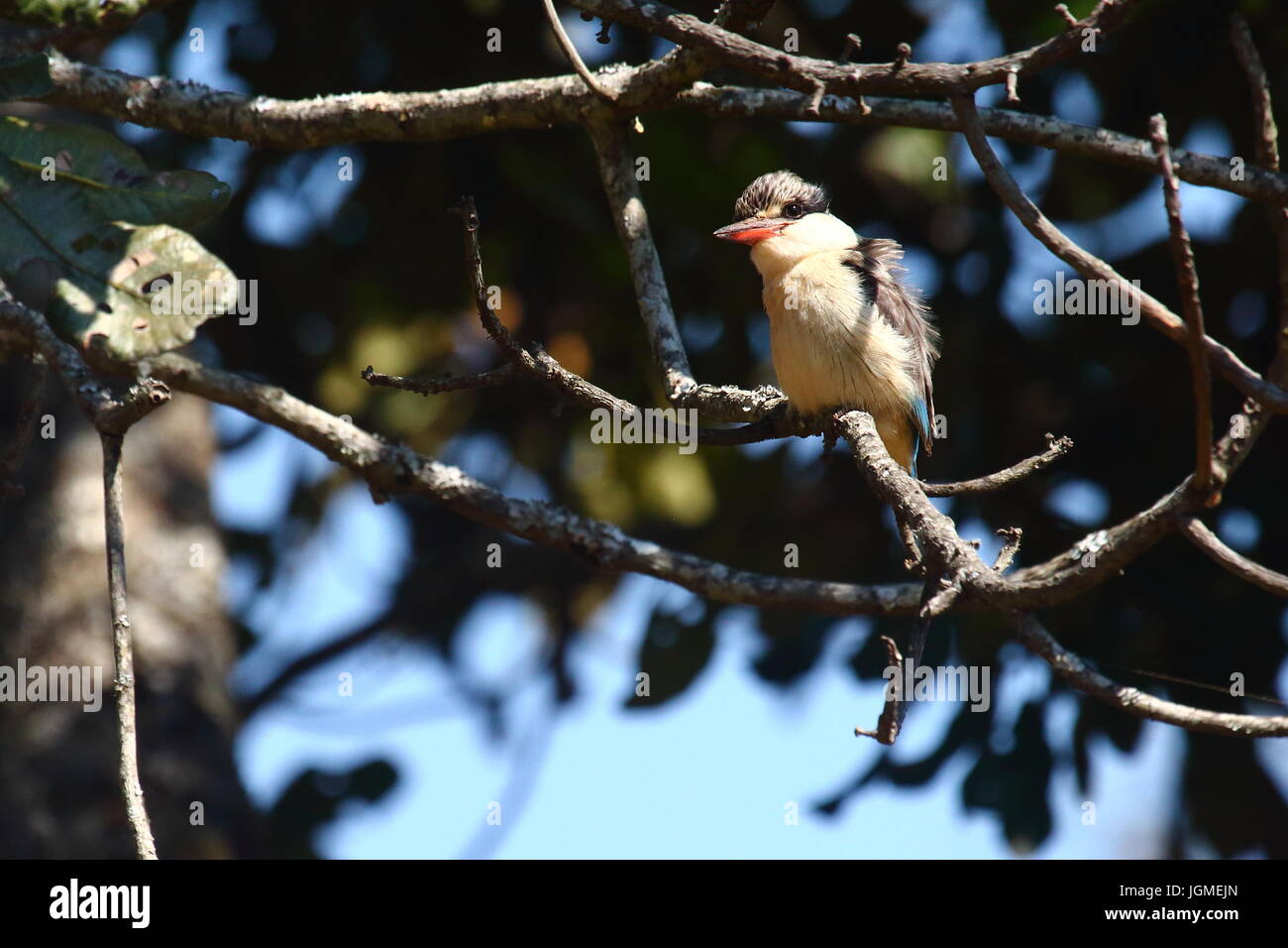 Kingfisher pictures hi-res stock photography and images - Alamy