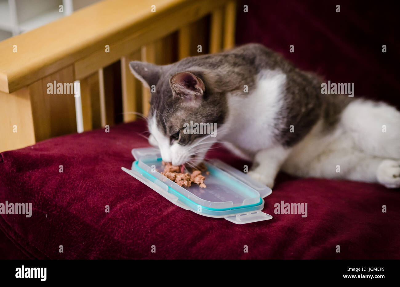 Feeding a hungry stray feral neighborhood cat Stock Photo Alamy