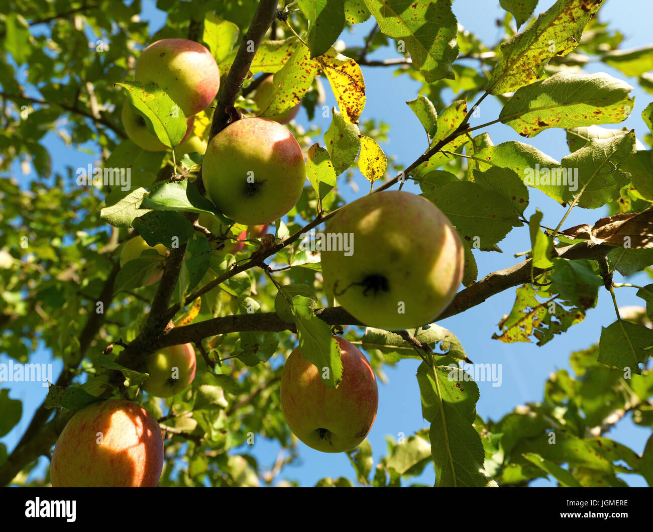 apples hang on a tree - Apples on a tree, Äpfel hängen auf einem Baum - Apples on a tree Stock Photo