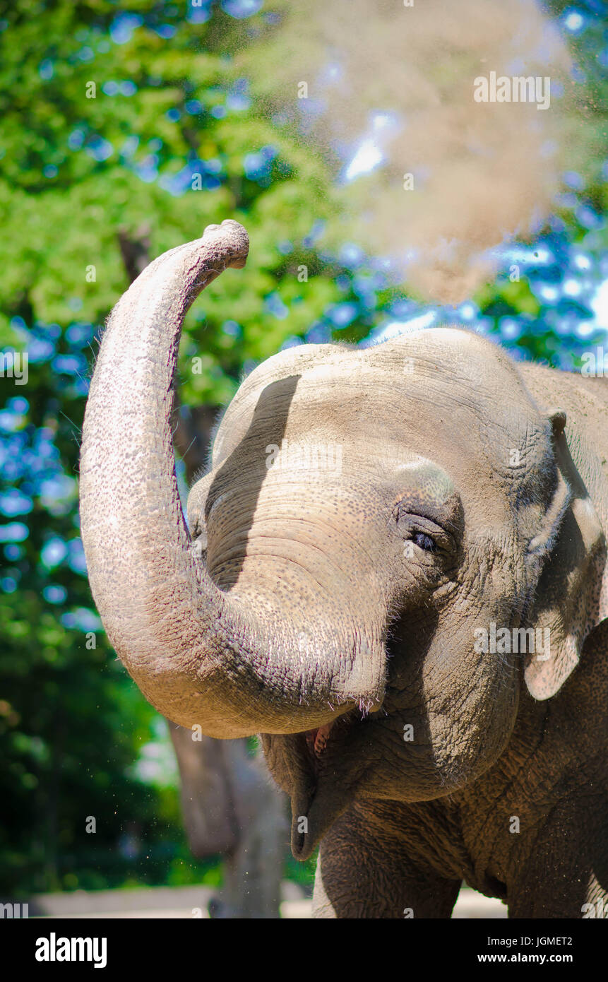 Elephant throwing dirt into air Stock Photo Alamy