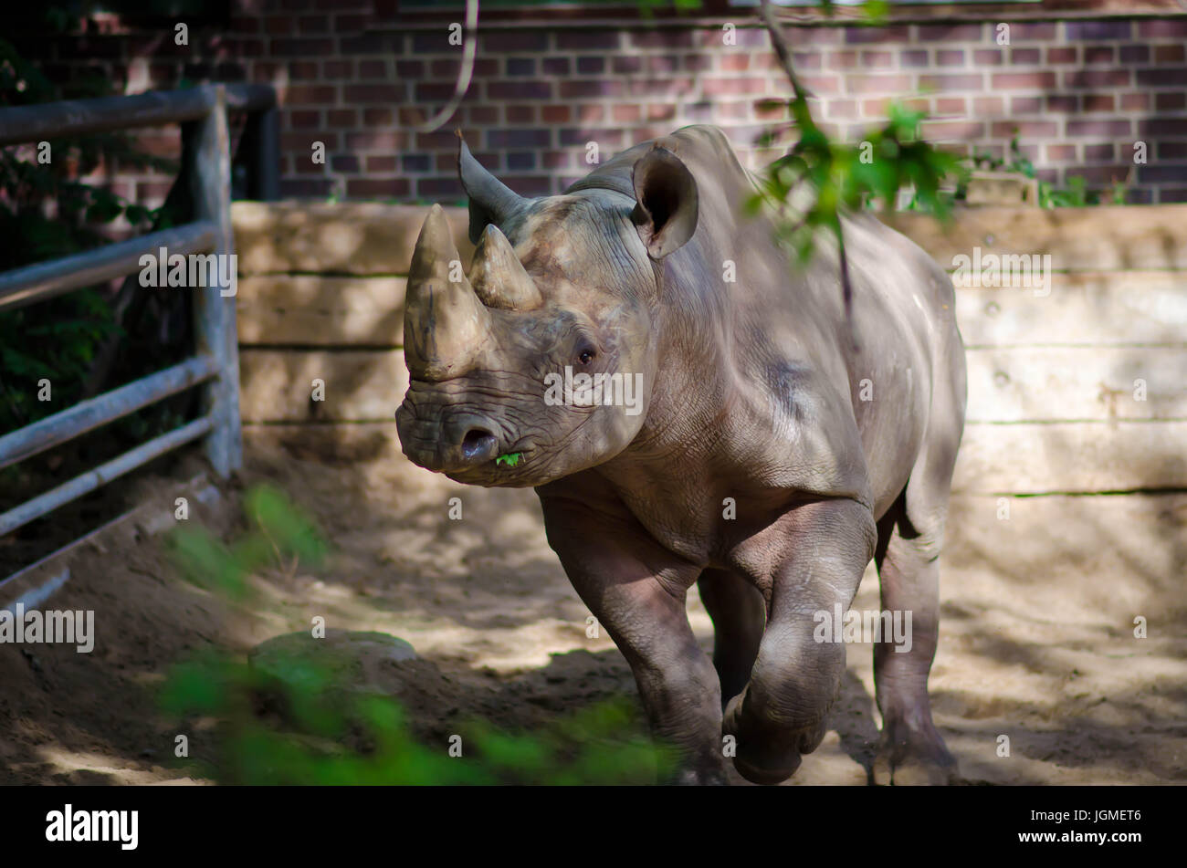 Rhinoceros in Sacramento Zoo Stock Photo - Alamy