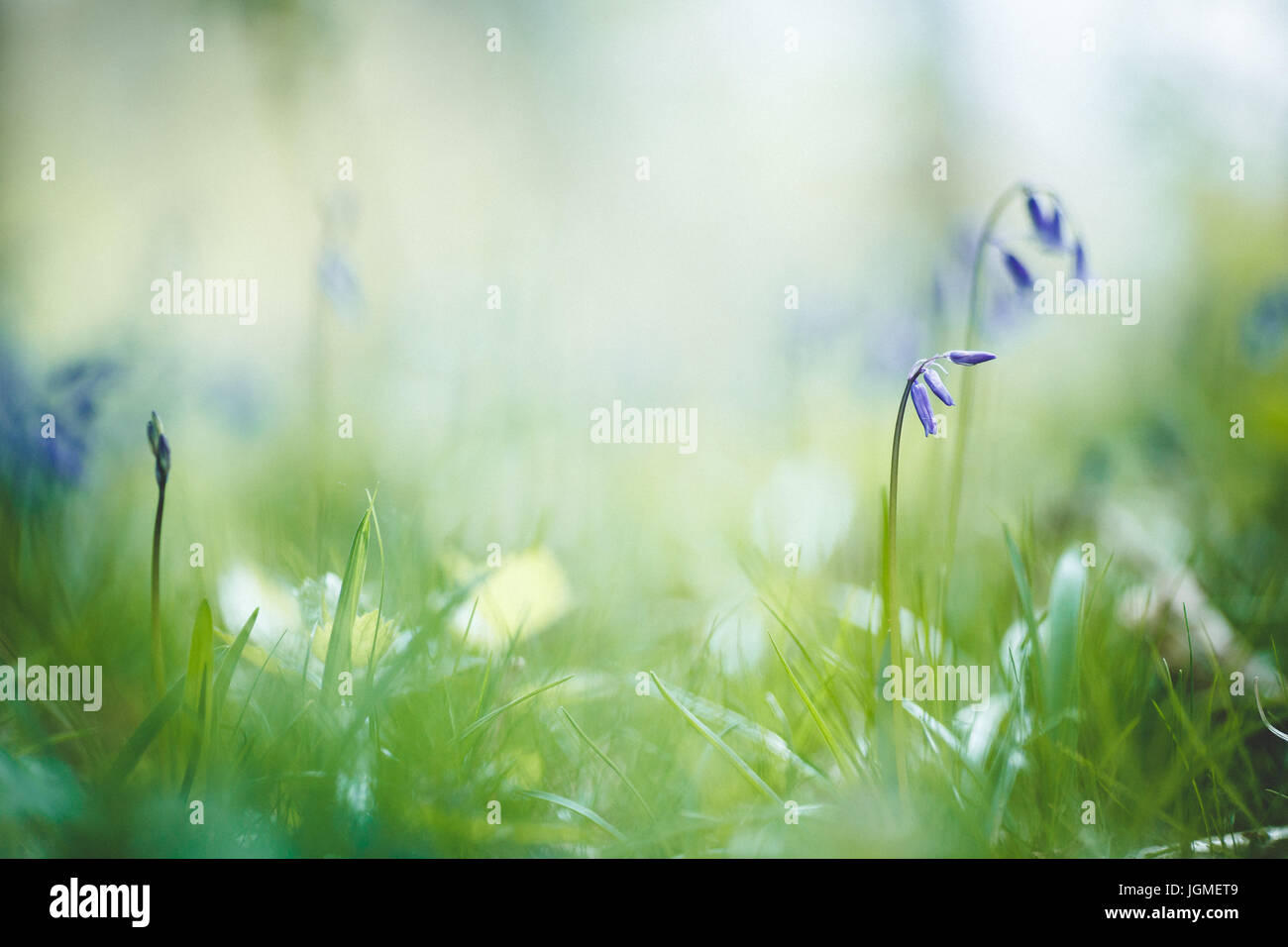 Bluebell woodland wallpaper hi-res stock photography and images - Alamy