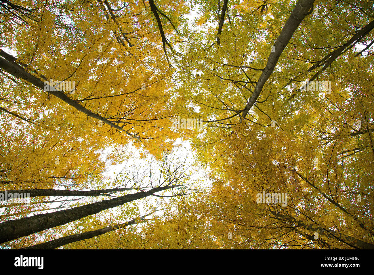 Autumnally coloured Buchenwald - Autumn coloured beech grove, Herbstlich verfärbter Buchenwald - Autumn coloured beech grove Stock Photo