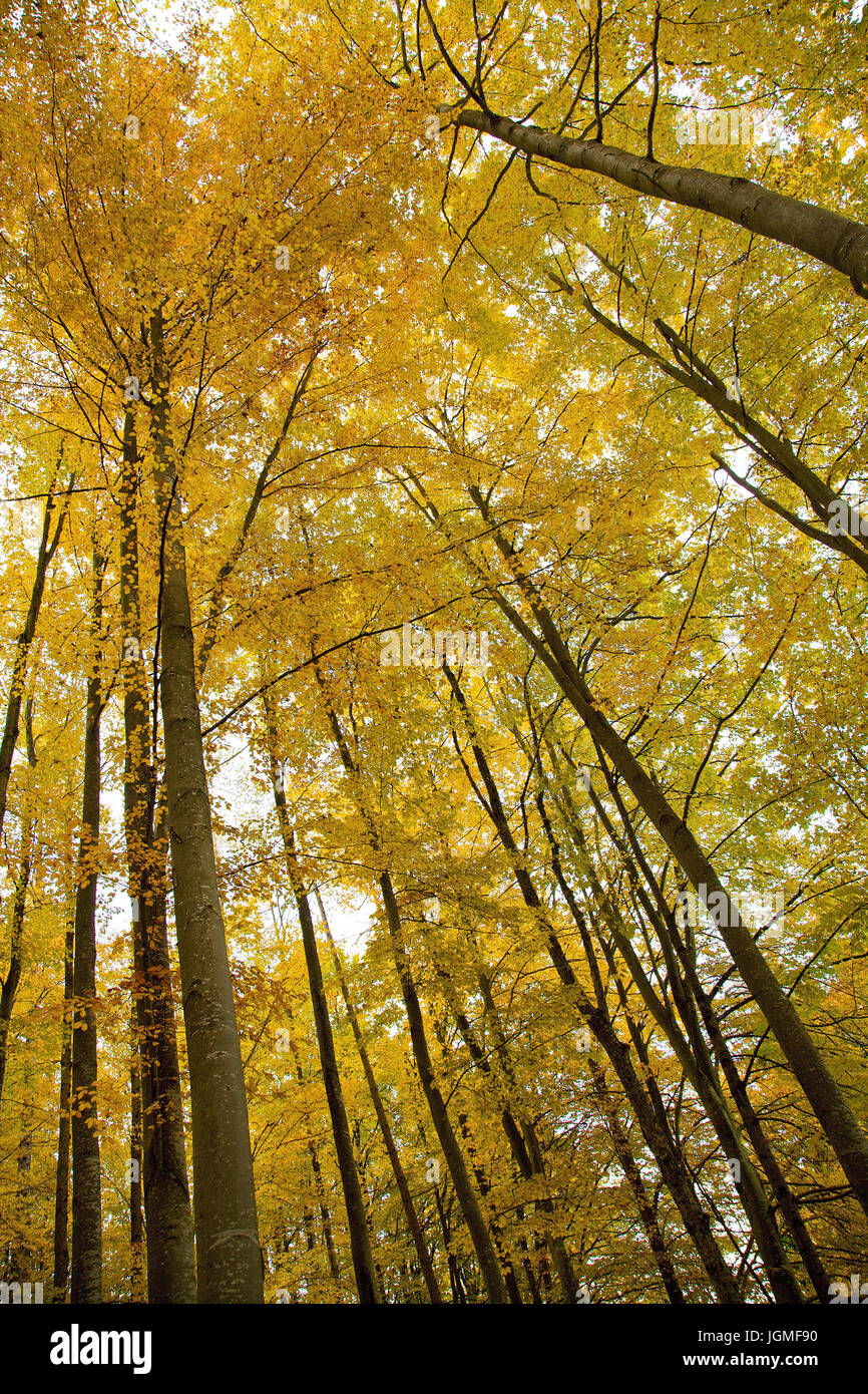 Autumnally coloured Buchenwald - Autumn coloured beech grove, Herbstlich verfärbter Buchenwald - Autumn coloured beech grove Stock Photo