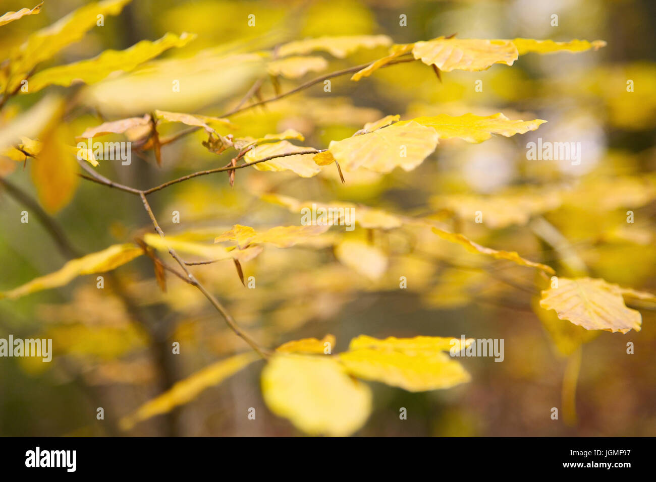 autumnally coloured beech foliage - Autumnally coloured beech leaves, herbstlich verfärbtes Buchenlaub - Autumnally coloured beech leaves Stock Photo
