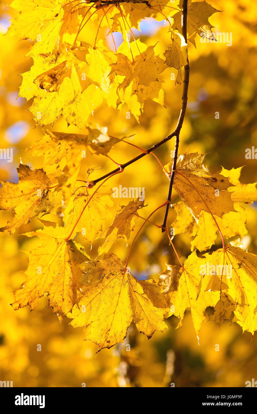 Autumnally coloured maple foliage - Autumnally coloured maple leaves, Herbstlich verfärbtes Ahornlaub - Autumnally coloured maple leaves Stock Photo