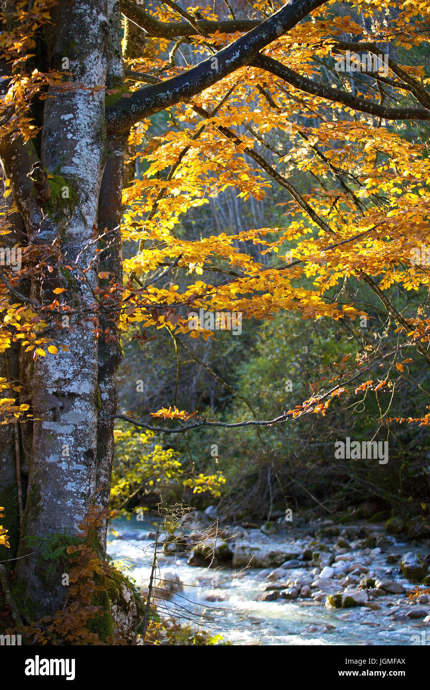 Autumnal mountain brook, Austria, Styria, Ges?use national park, Buchauer saddle - Autumnal creek, Austria, Styria, Gesaeuse national park, Herbstlich Stock Photo