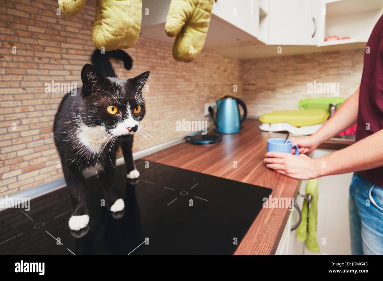 Life with domestic animals. Man with curious cat in kitchen. Stock Photo