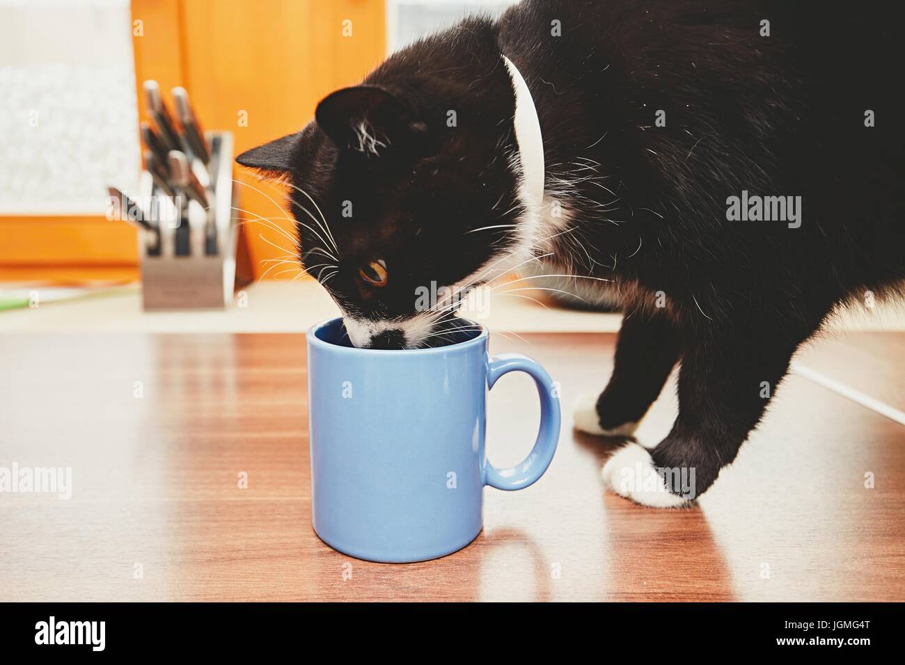 Domestic life with pets. Curious cat on the table drinking from mug. Stock Photo