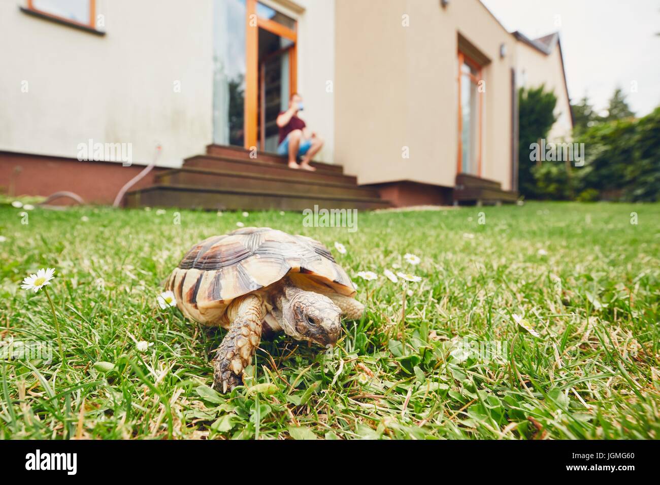 Life with domestic animals. Man resting and his turtle walking in grass on the garden. Stock Photo
