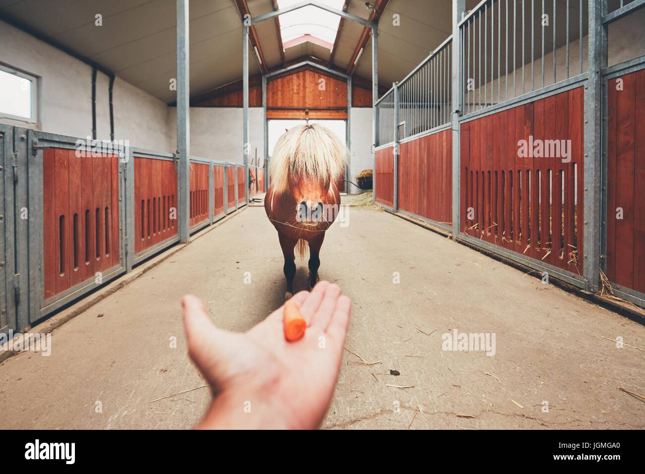 Hand of the farmer offering carrot and and miniature horse in the middle of the stable. Stock Photo