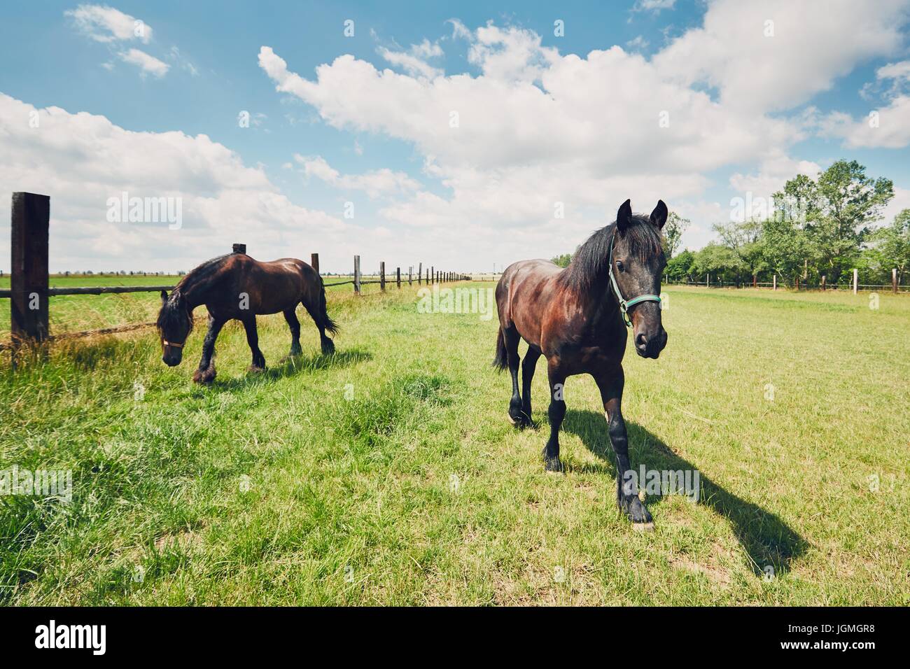 Summer day in the countryside. Two horses on the pasture. Czech Republic Stock Photo