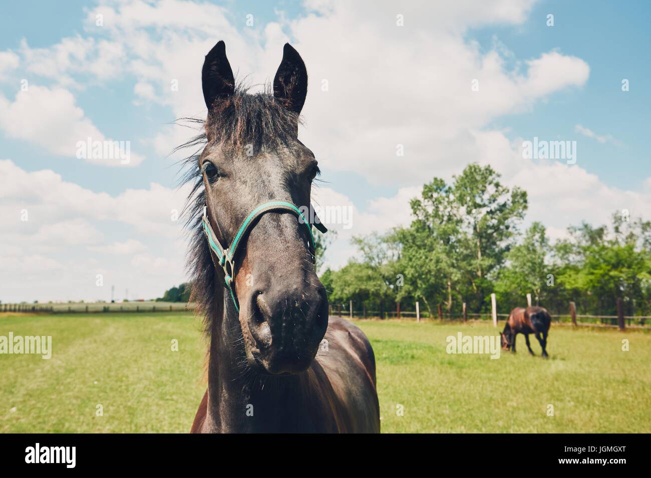 Summer day in the countryside. Two horses on the pasture. Czech Republic Stock Photo