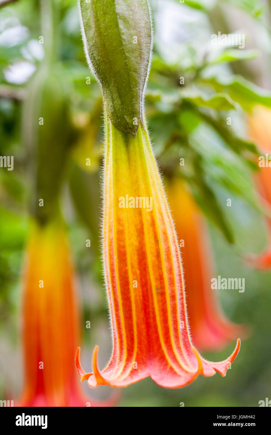 Red Angel's Trumpet flower and plant (Brugmansia sanguinea) Stock Photo