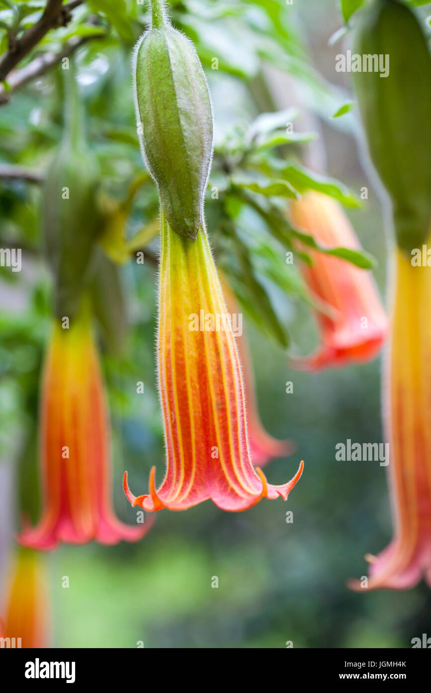 Red Angel's Trumpet flower and plant (Brugmansia sanguinea) Stock Photo