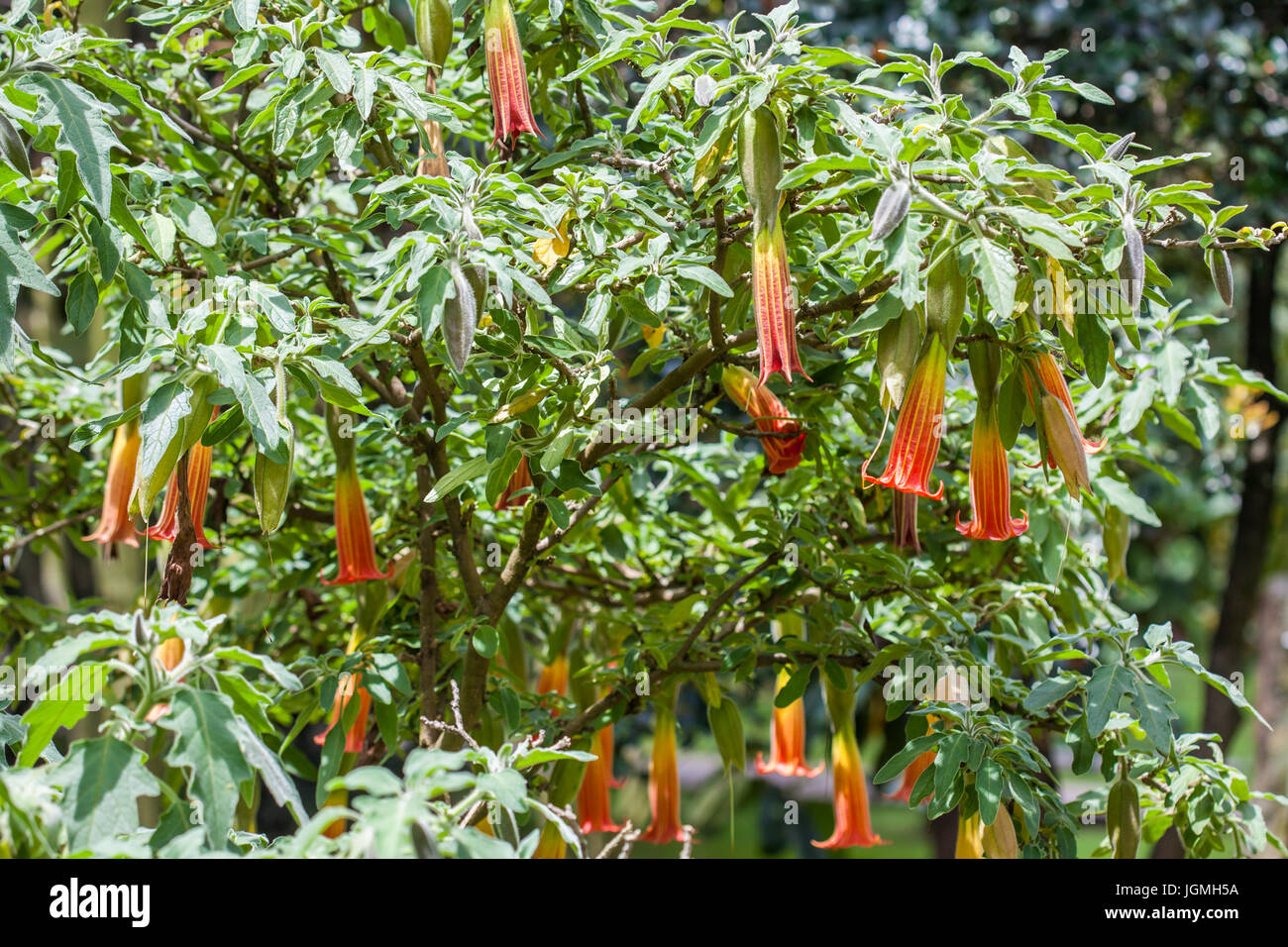 Red Angel's Trumpet flower and plant (Brugmansia sanguinea) Stock Photo