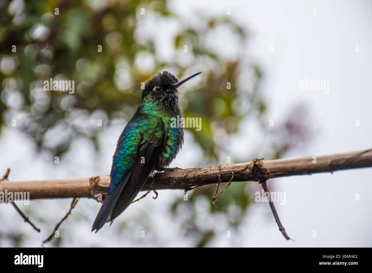 hummingbird landed in a branch in Los Quetzales, Costa Rica Stock Photo