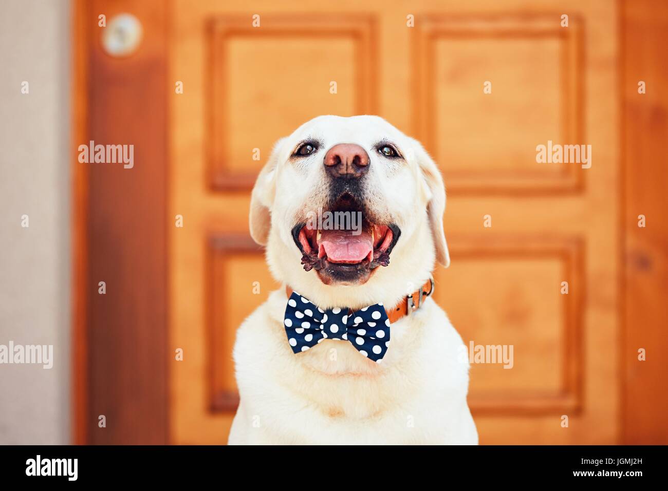 Labrador bow tie hot sale