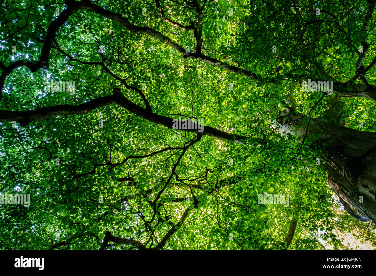 Golden tree crown canopy hi-res stock photography and images - Alamy