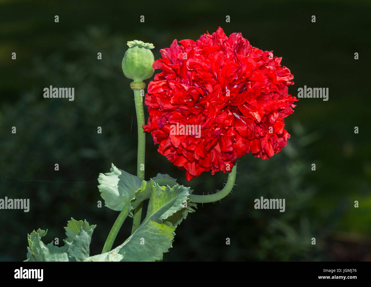 Poppy Red Pom Pom growing in a garden,Papaver somniferum Stock Photo - Alamy