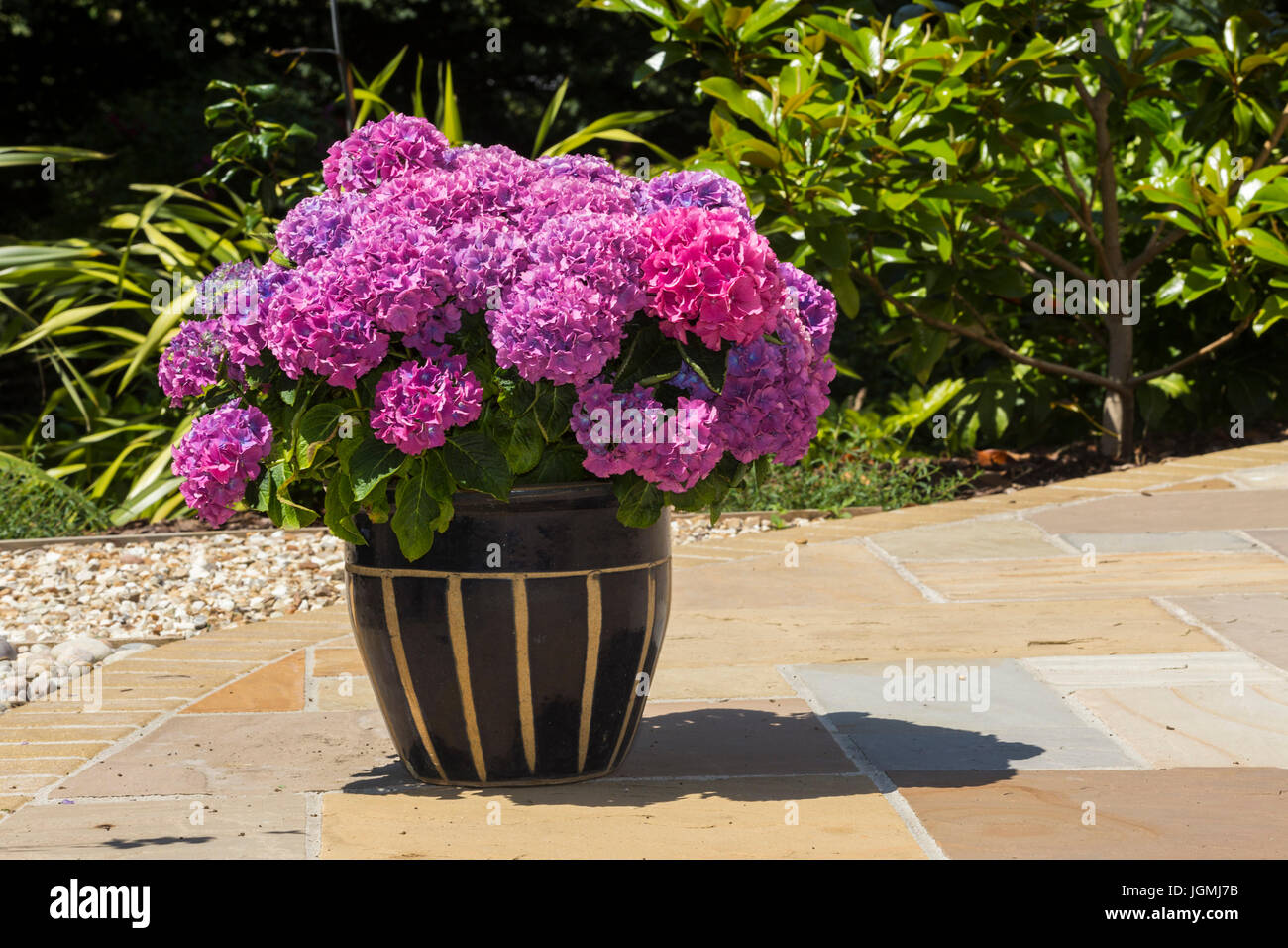 Large mop head deep pink hydrangea grown in a large pot container on a patio Stock Photo Alamy