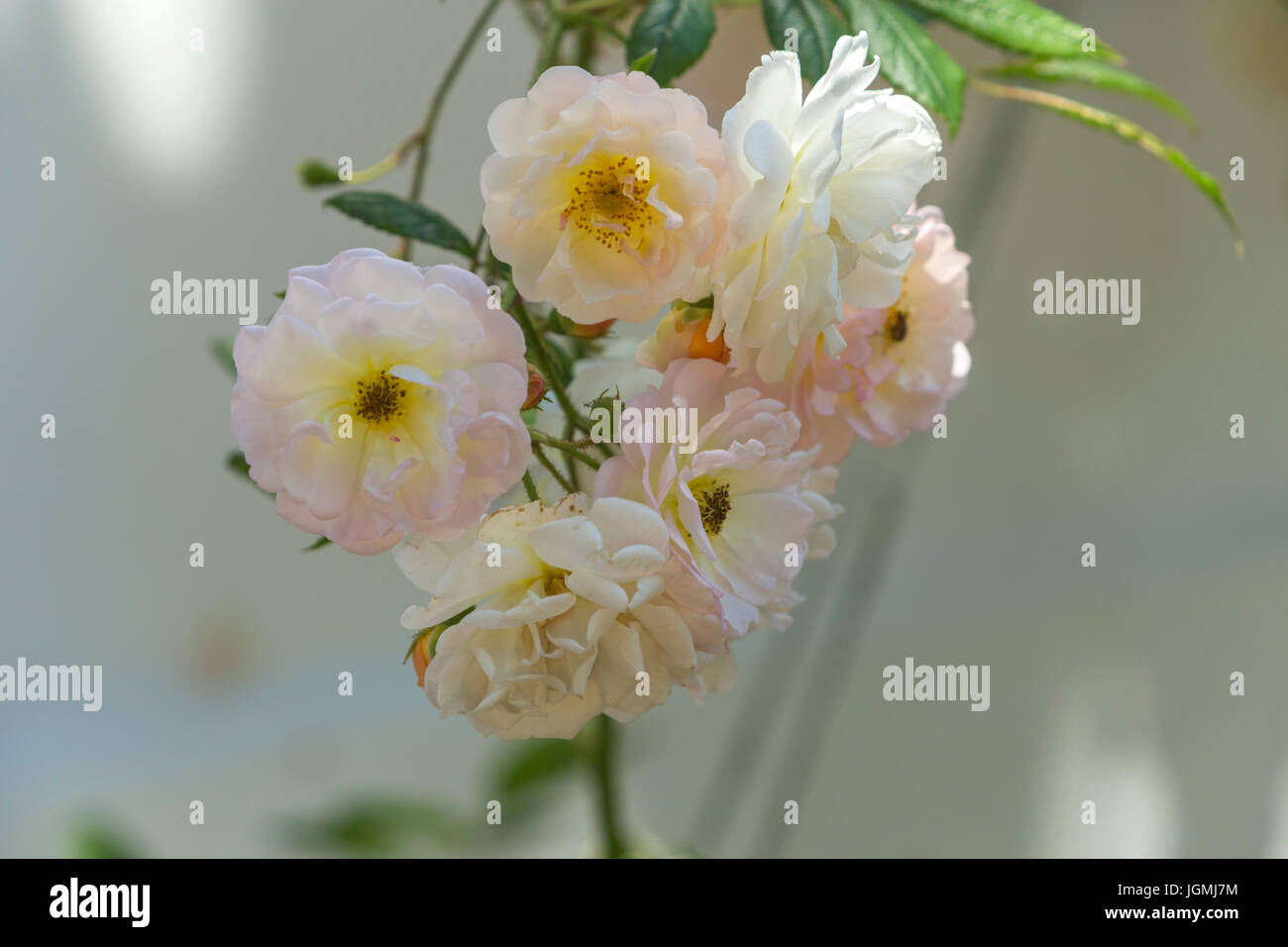 Rosa 'Ghislaine de Feligonde', a Musk Rambling Rose. Fragrant semi double white /apricot blooms. In bud and flower. Stock Photo