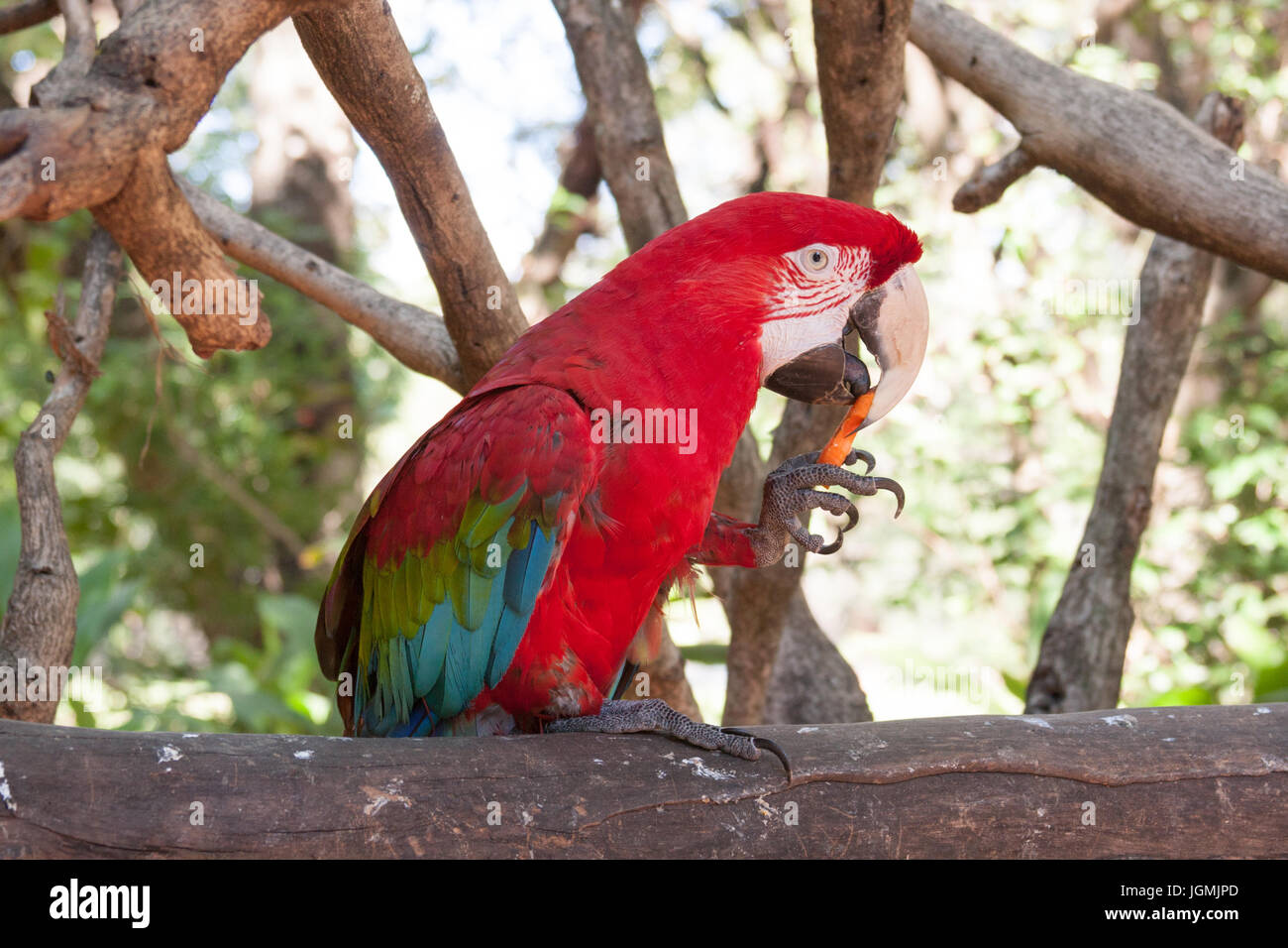 Green-winged macaw (Ara chloropterus), aka red-and-green macaw eating carrot, holding it with one claw, perched on branch at Zoo of Asuncion, Paraguay Stock Photo