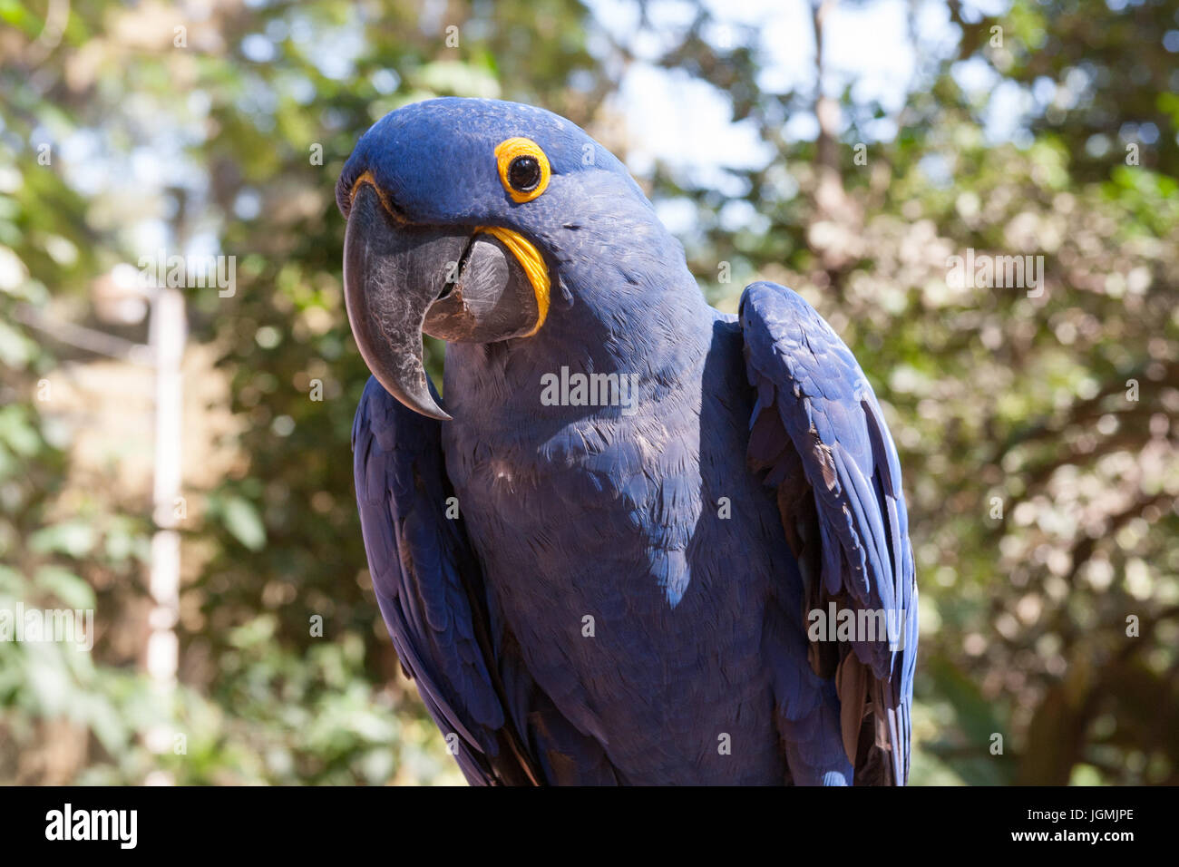 Hyacinth macaw (Anodorhynchus hyacinthinus), aka hyacinthine macaw, a parrot native to central and eastern South America, at Zoo of Asuncion, Paraguay Stock Photo
