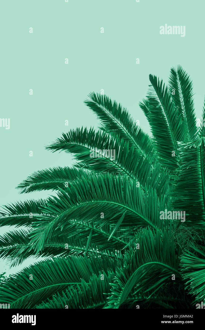 Palm Tree, abstract vivid Stock Photo