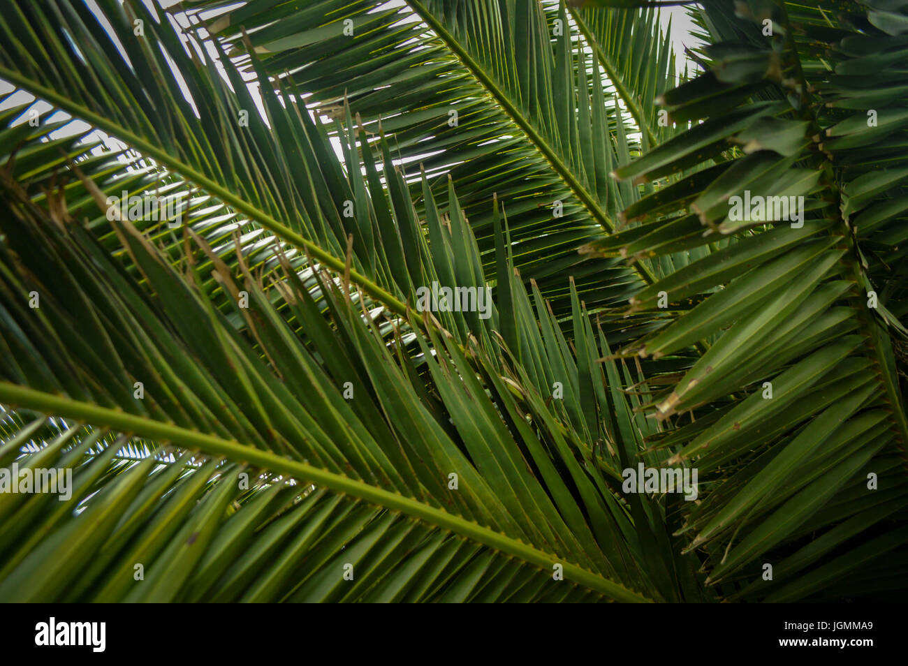 Palm Tree, abstract vivid Stock Photo