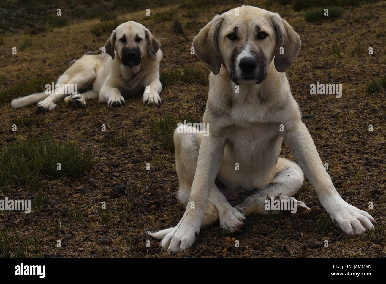 can a spanish mastiff live in spain