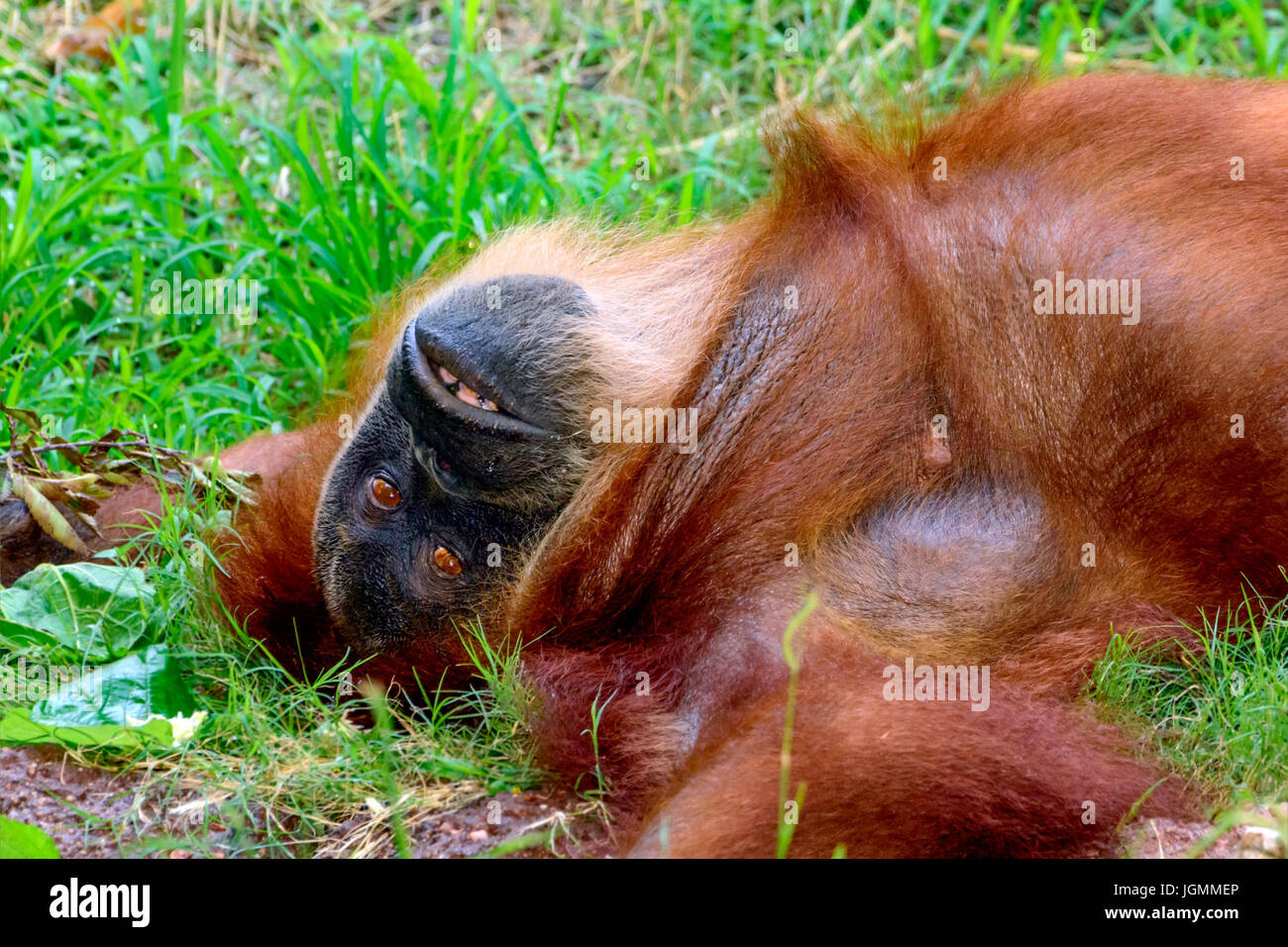 Orangutan, orang-utan, orangutang, or orang-utang, Asian great apes native to Indonesia and Malaysia, in the rainforests of Borneo and Sumatra. Laying Stock Photo