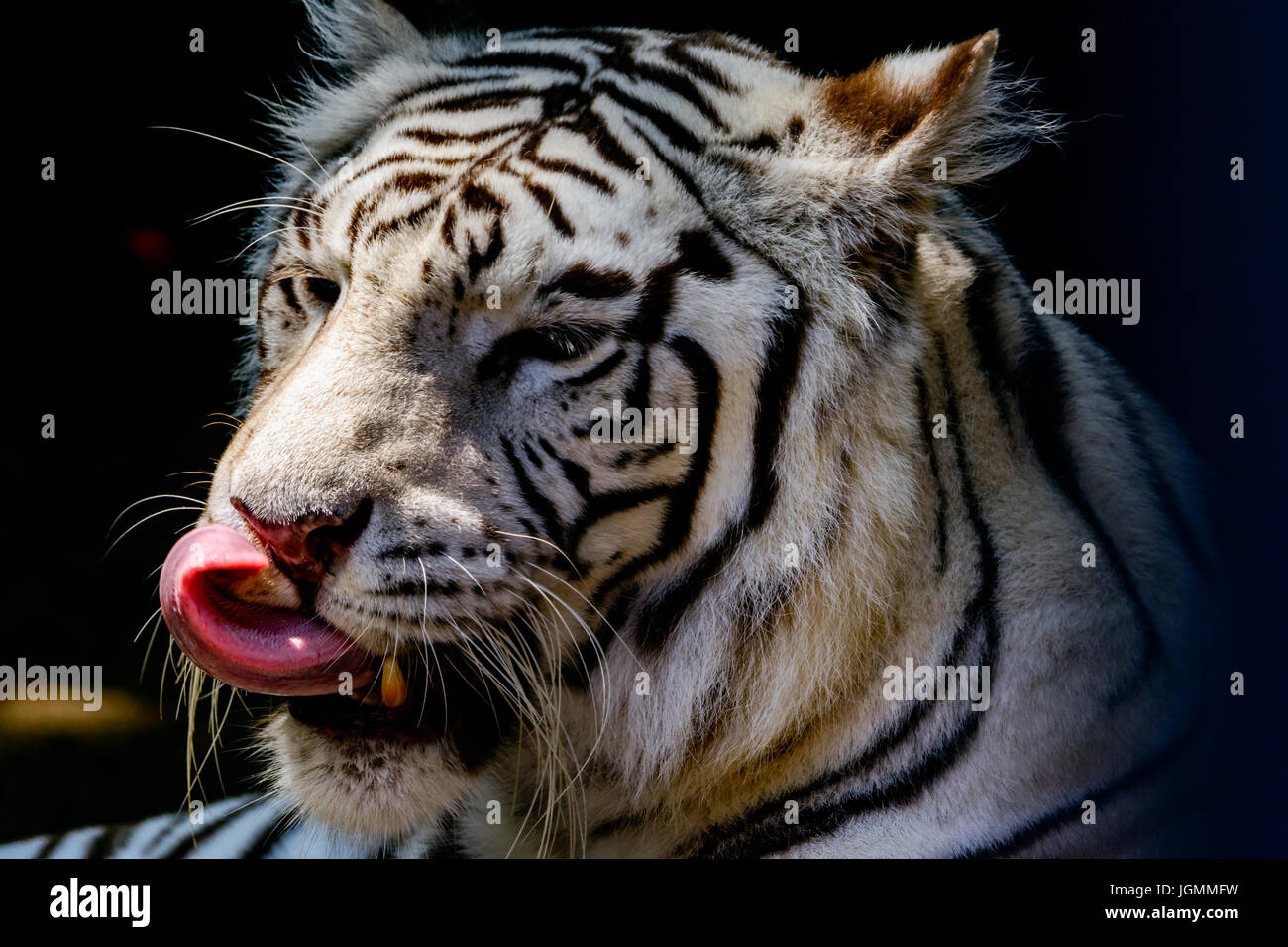 White tiger or bleached tiger (Panthera tigris tigris) Bengal licking ...