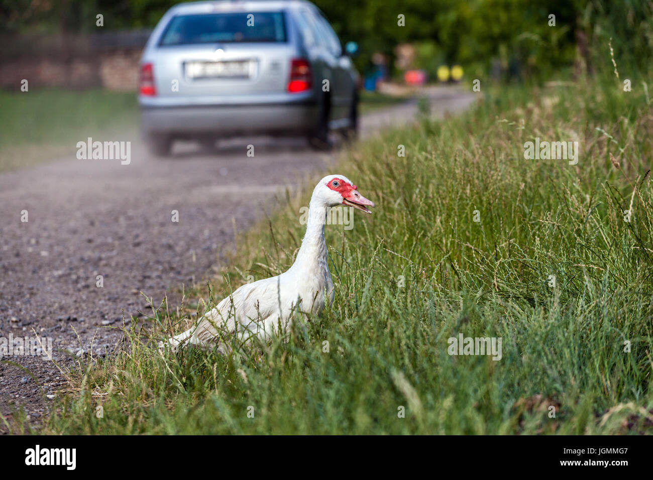 The story of a duck who wanted to cross the road. The car is very dangerous. I'll wait Stock Photo