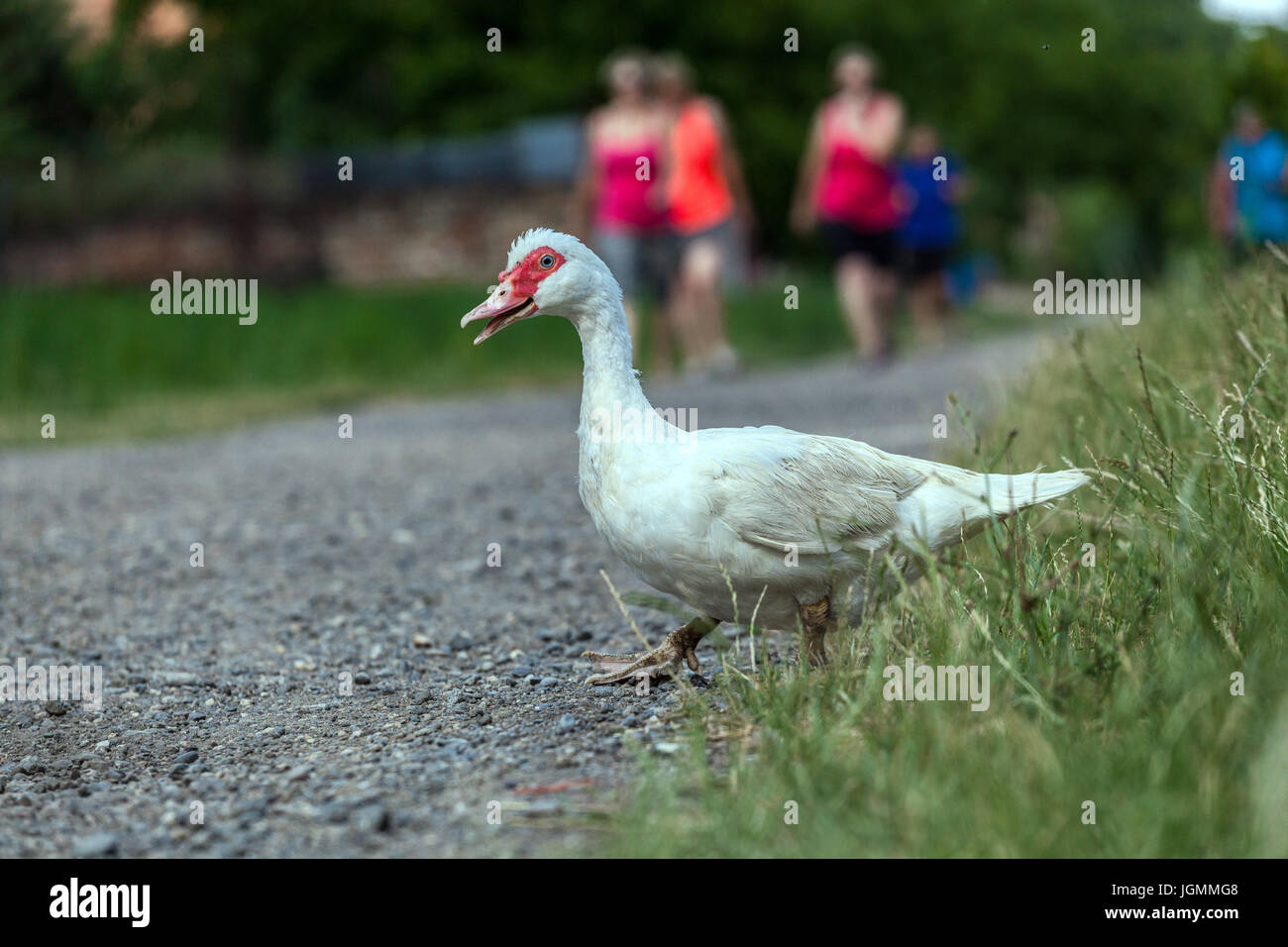 Why did Donald Duck cross the road?