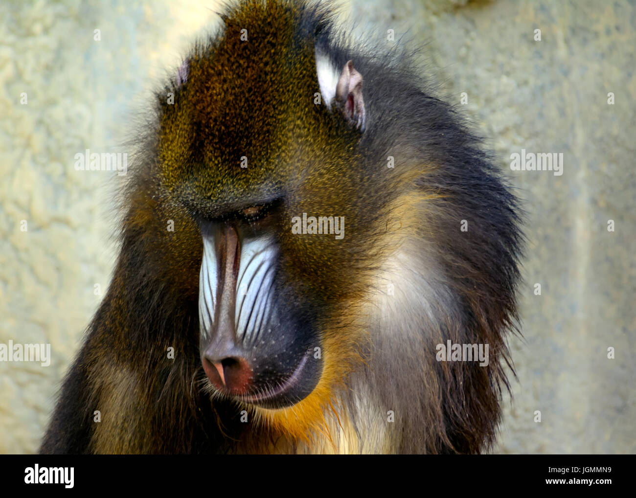 Mandrill (Mandrillus sphinx) Primate close-up, looking down with sad expression Stock Photo