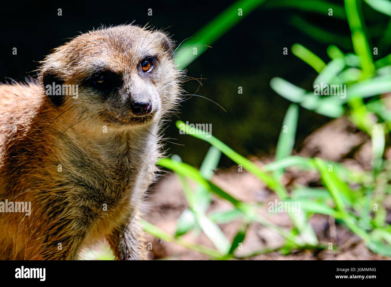 meerkat or suricate (Suricata suricatta) facing forward. Close-up Stock Photo